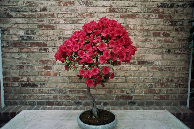 red bonsai