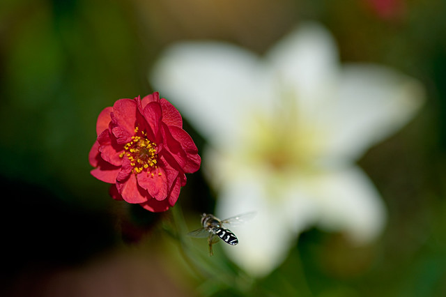 Hover Fly Selects Red Flower