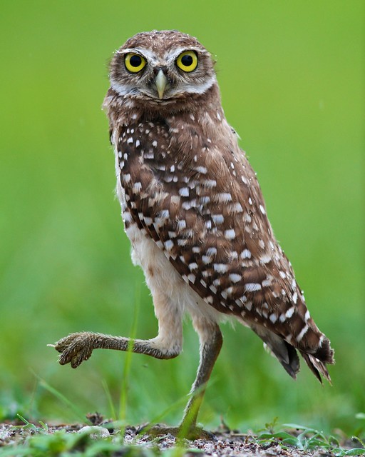 Florida Burrowing Owl (Athene cunicularia floridana)