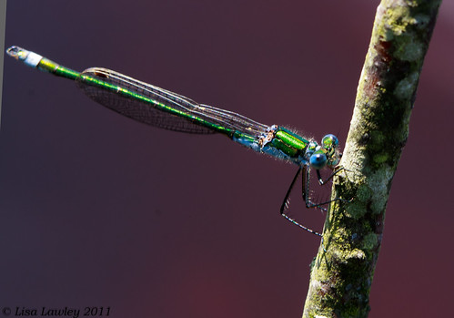 Emerald Damsel Collection | by Lisa Lawley