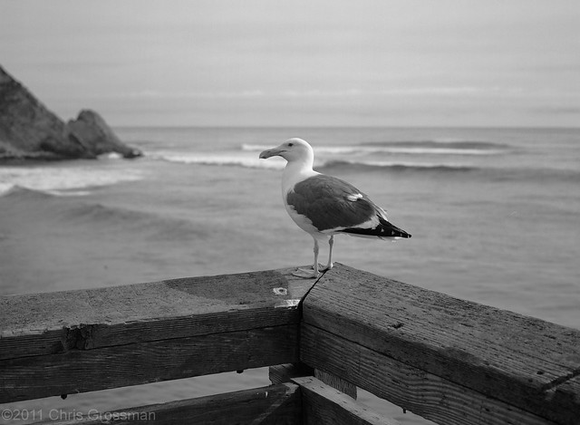 Seagull on the End of the Arena Cove Pier - Mendocino County, California - GA645ZI