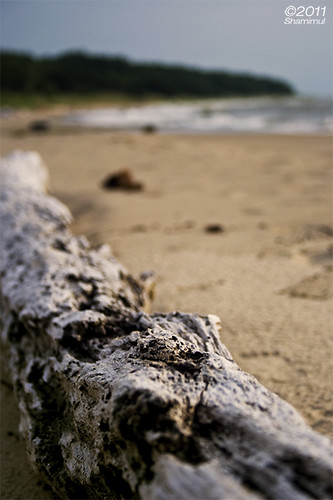 wood beach log michigan oval