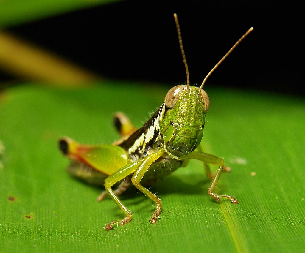 Grasshopper (Caryanda sp., Oxyinae, Acrididae) | Although lo… | Flickr