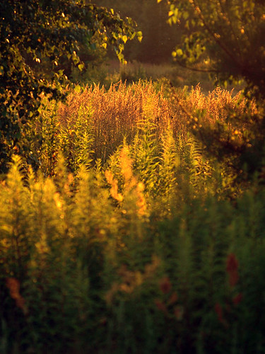 sunset summer field zeiss bokeh olympus sonnar kabaty e510 lato zachódsłońca łąka cissowski carlzeisssonnarmc135mmf35