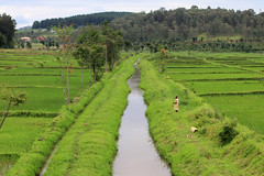 Rwanda Rice Paddies