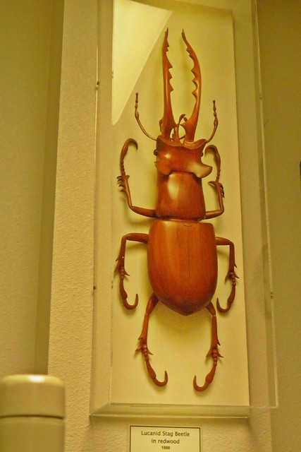 Staghorn beetle, Bohart