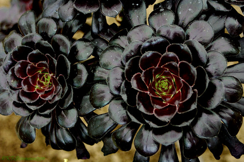 black succulent | At the conservatory in MSU's Hidden Lake G… | Flickr