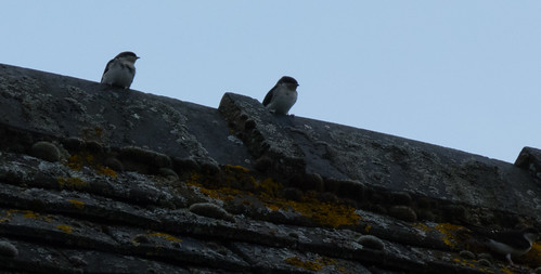 Young house martins