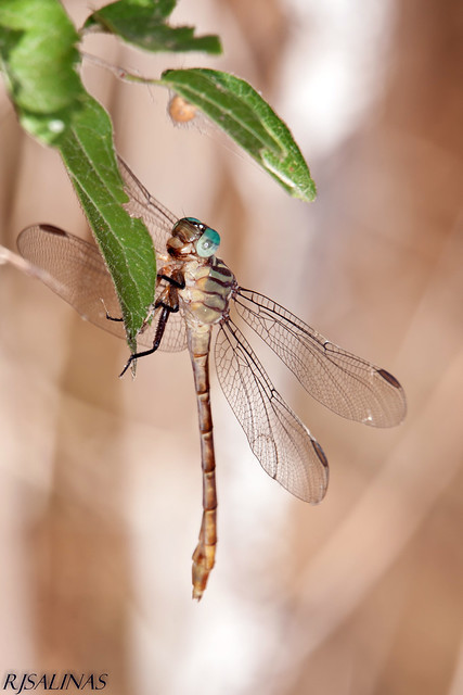 russet-tipped clubtail
