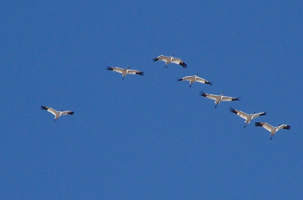 whooping crane population