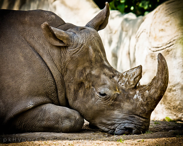 Napping Rhino