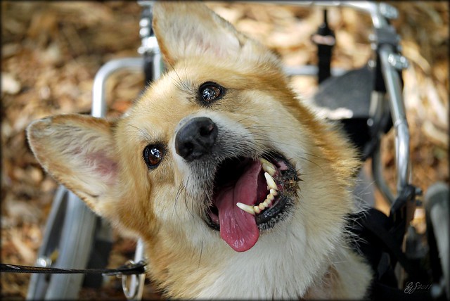 Lulu The Corgi Is One Special Dog With A Special Story!