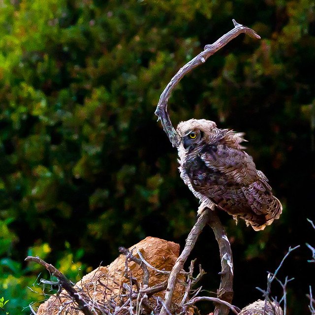 Juvenile Great Horned Owl