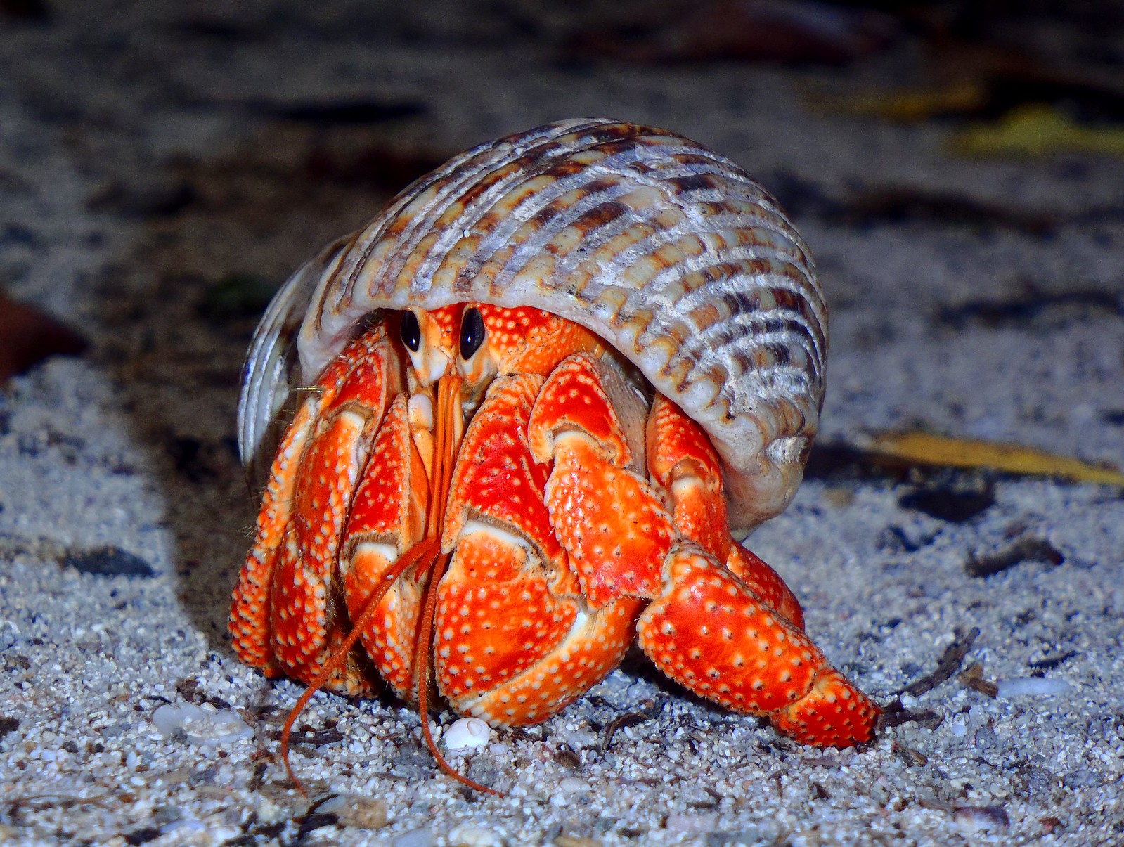 Nude hermit crab (22.000+ views! 