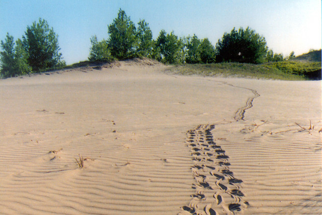 Sandbanks - Snapping Turtle Tracks | by OntarioParks