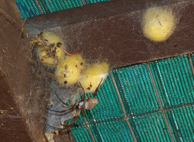 Nephilidae>Nephila edulis Golden Orb spider Egg sack DSCF2415