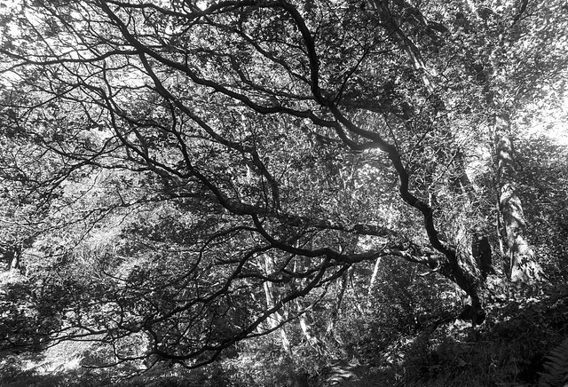 The tree above the badger set (Hyons Wood)