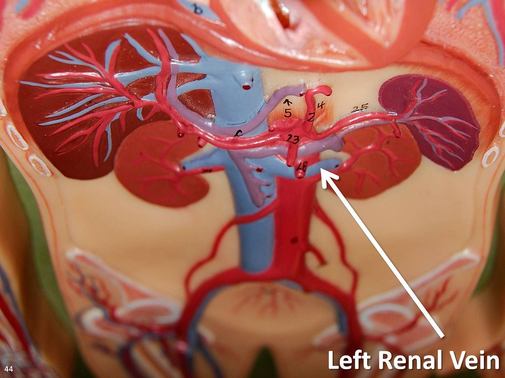 Left renal vein - The Anatomy of the Veins Visual Guide, p… | Flickr
