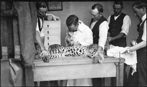 Veterinarian operates on a leopard (?), Taronga Zoo, c. 1916, by Sam Hood | by State Library of NSW