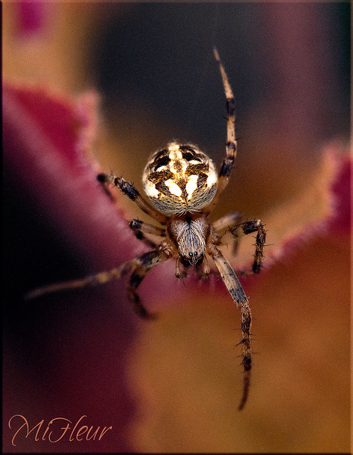 Spider macro