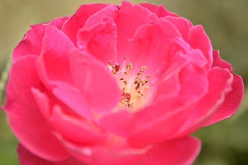 macro rose closeup nikon d3100