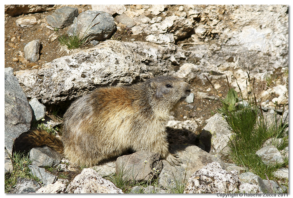 Marmotta | Marmotta al Colle del Nivolet | Roberto Zucca | Flickr