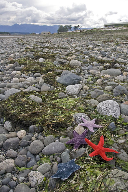 sea stars washed up with the tide