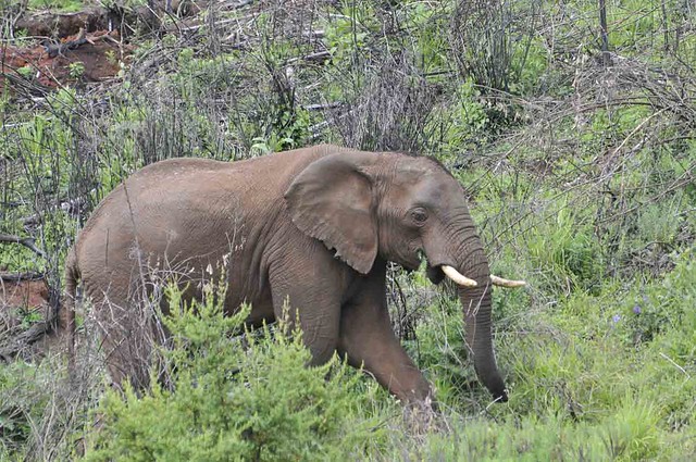 Mount Elgon Elephant