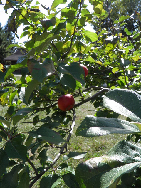Sogn Valley Orchard (6)