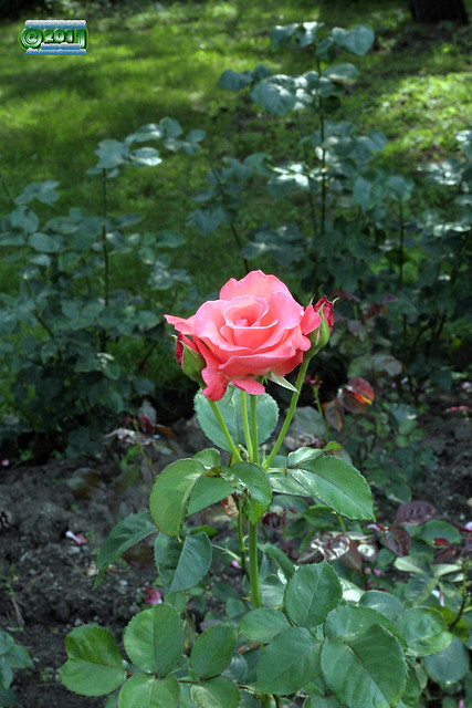 Hybrid tea rose - Rosa 'Touch of Class' - Rosaceae C20110705 266