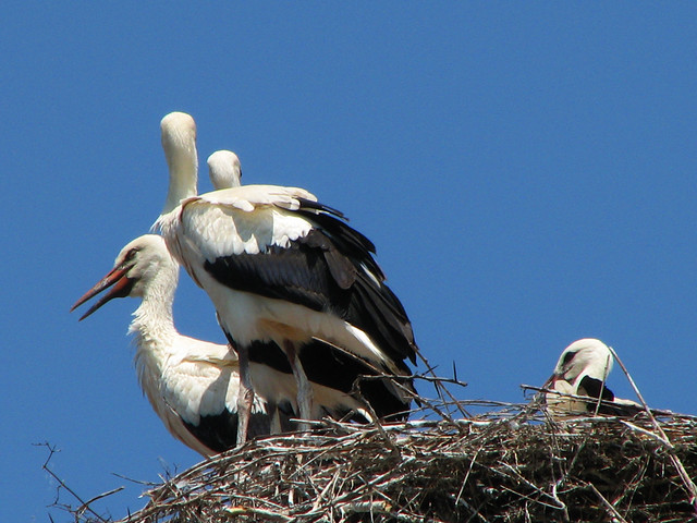 White storks in Prizren, Kosova