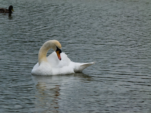 Swan cleaning itself
