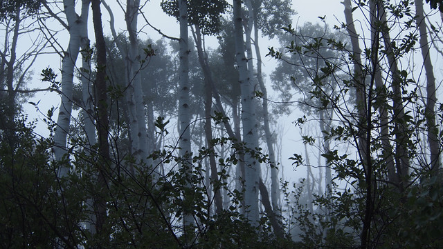Aspens in the Mist