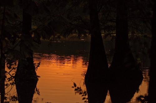 trees sunset reflection tree silhouette cypress mygearandme musictomyeyeslevel1