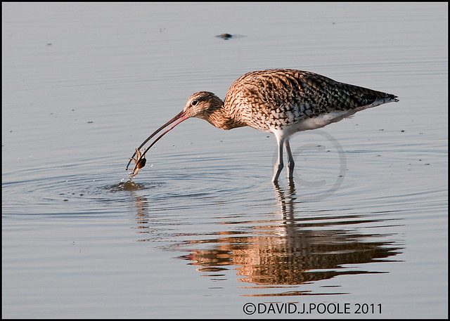 Curlew 3