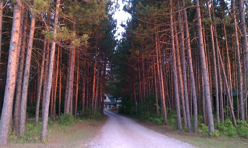 camping trees sunset forest drive woods path michigan trail driveway pines koa kalkaska nicelight deepwoods