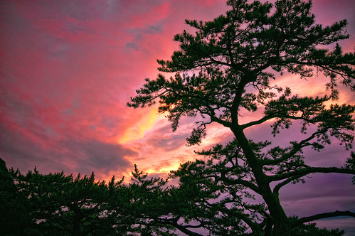light sunset red summer tree nature japan pine clouds landscape coast leaf nikon purple dusk 雲 空 hdr izu 伊豆 葉 matsuzaki sigma1020 松崎町