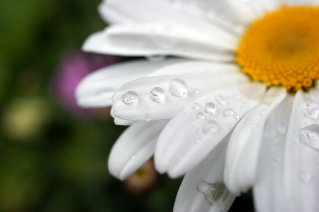 water droplets on a daisy