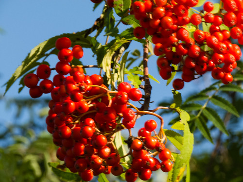Red rowan berries