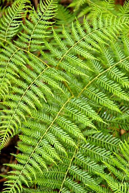 Plants of Kangaroo Island, Australia