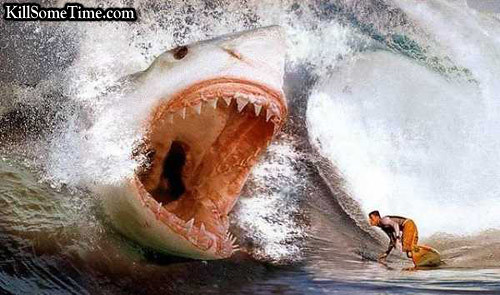 SharkAttack | by Everything But The Girl11