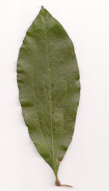 Labelled as a Helicia glabriflora