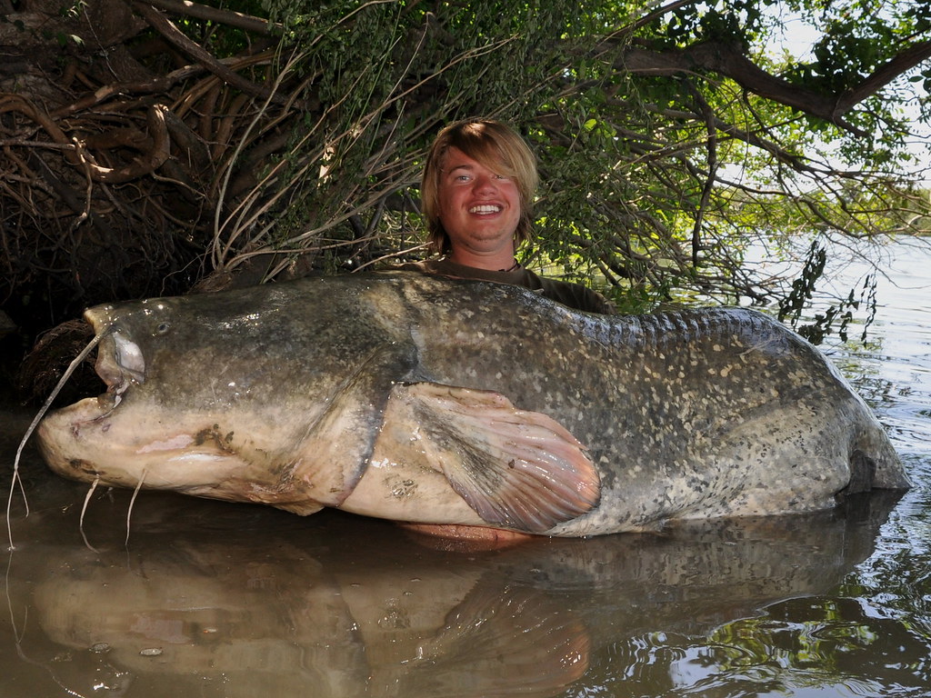 Giant Catfish caught in France