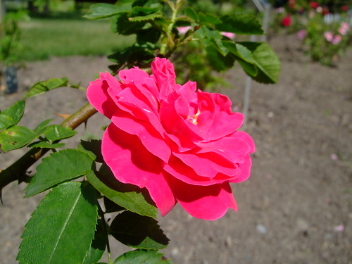 Rosa "George Vancouver" Rosaceae | by twacar