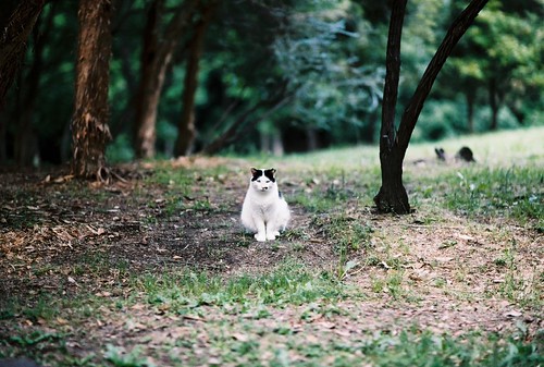 boss | by cola1031
