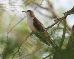 Yellow-billed Cuckoo (<I>Coccyzus americanus</I>), Salineno, Texas