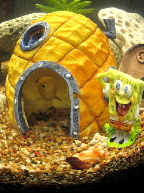 Who Lives in a Pineapple Under the Sea?, Spongebob Squarepa…