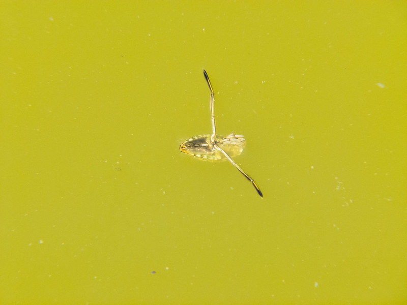 Water boatman