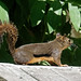 Flickr photo 'Douglas squirrel' by: Michael Jefferies.