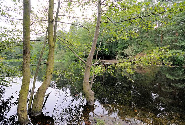 7871 Bäume im Wasser - Raakmoorteich am Rande des Naturschutzgebiets in Hamburg Hummelsbüttel.
